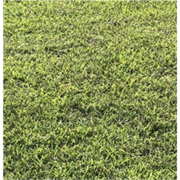 假儉草產品 台中假儉草廠商 聯合草皮農場