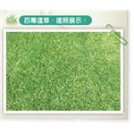 百幕達草-遠照 , 聯合草皮農場
