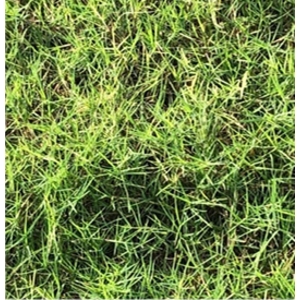 百幕達草 , 聯合草皮農場