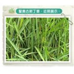 聖奧古斯丁草 , 聯合草皮農場