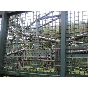 動物園黑猩猩展場