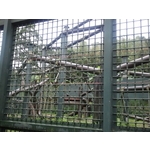 動物園黑猩猩展場