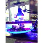 LED植物生長燈 - 君沛國際股份有限公司