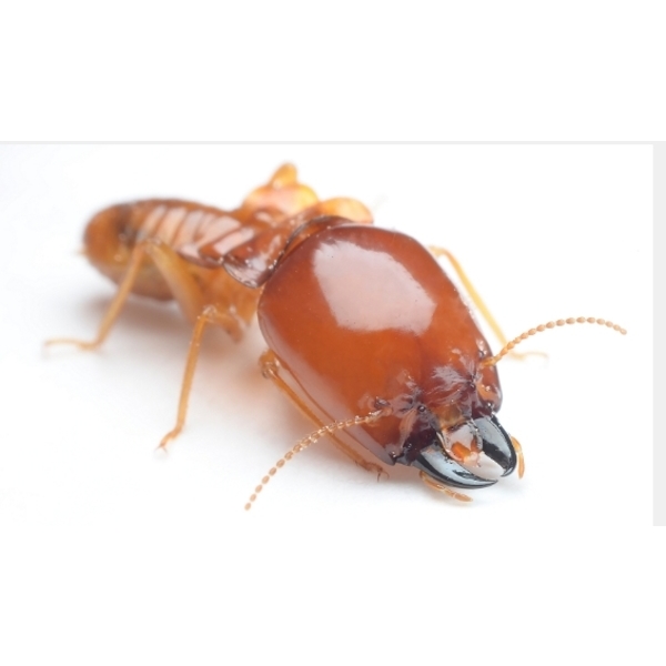 白蟻防治處理,一大除蟲企業行