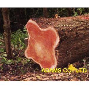 桃花心木 , 阿丹馬克股份有限公司