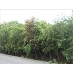 植栽、植栽買賣 , 宏信土木包工業