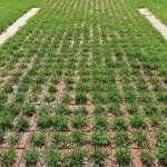 停車場綠地施工