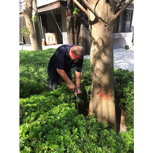 植栽樹木白蟻預防性施工-新頂企業有限公司