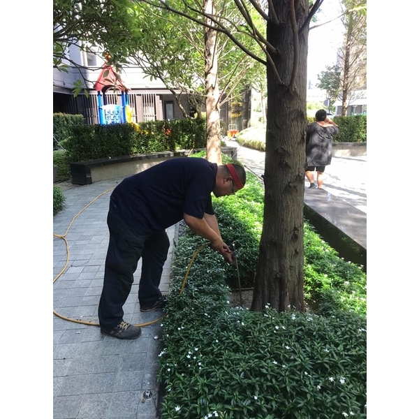 植栽樹木白蟻預防性施工-新頂企業有限公司