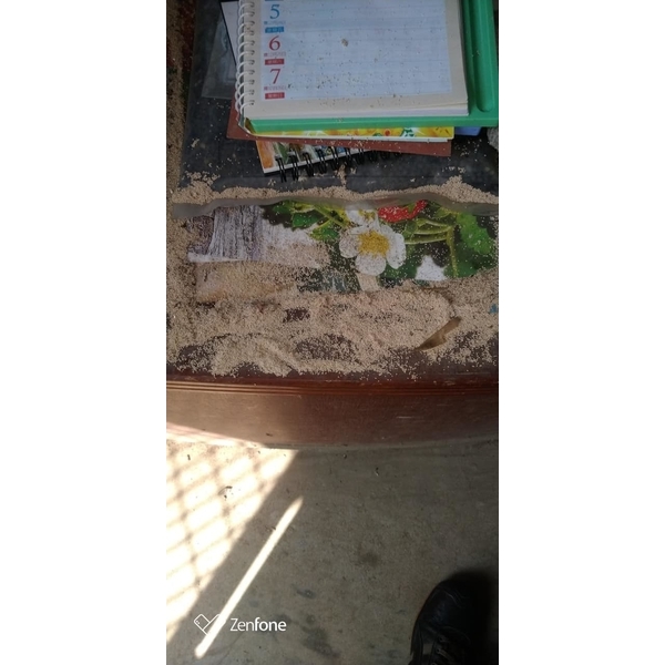 乾木白蟻防治-新頂企業有限公司