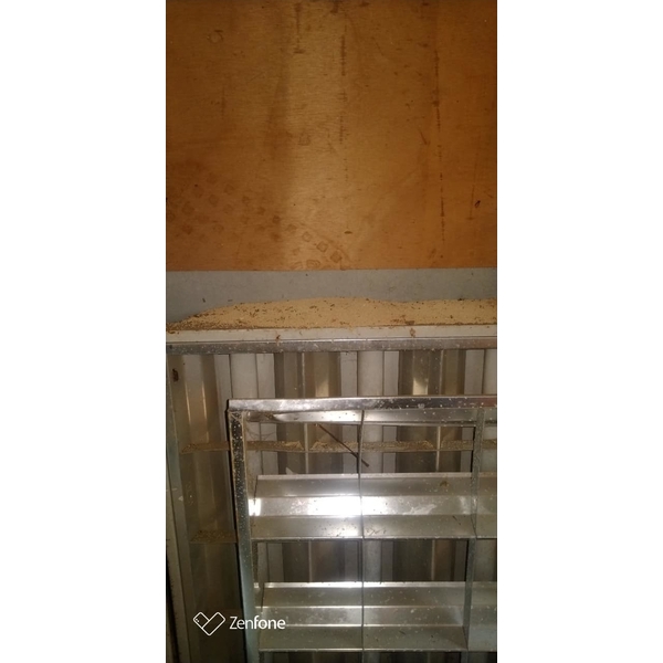 乾木白蟻防治-新頂企業有限公司