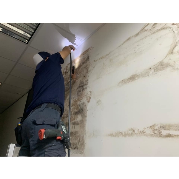 白蟻防治-新頂企業有限公司