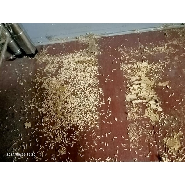 裝設蟻巢滅(白蟻誘引盒)