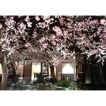 人造花樹 - 綠崧企業有限公司