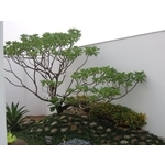 景觀工程設計 - 綠崧企業有限公司