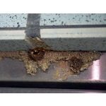 除白蟻-白鐵門框 - 保固除蟲消毒有限公司