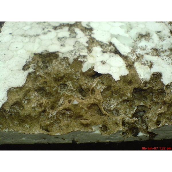 除白蟻-保麗龍,保固除蟲消毒有限公司