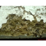 除白蟻-保麗龍 - 保固除蟲消毒有限公司