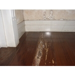 除白蟻-柚木地板 - 保固除蟲消毒有限公司