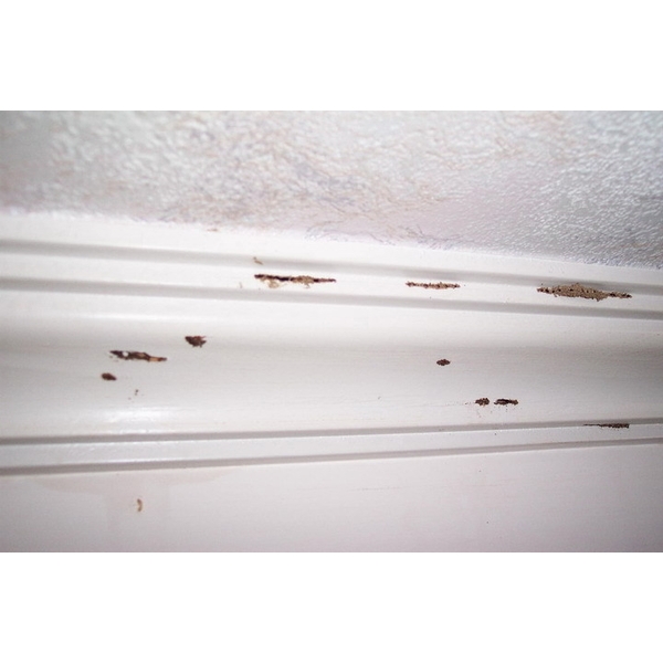 除白蟻-天花板邊條