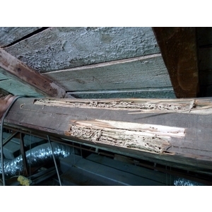 除白蟻-害蟲防治