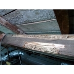 除白蟻-害蟲防治 - 保固除蟲消毒有限公司