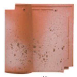 日本-丸杉,王泉記興業股份有限公司