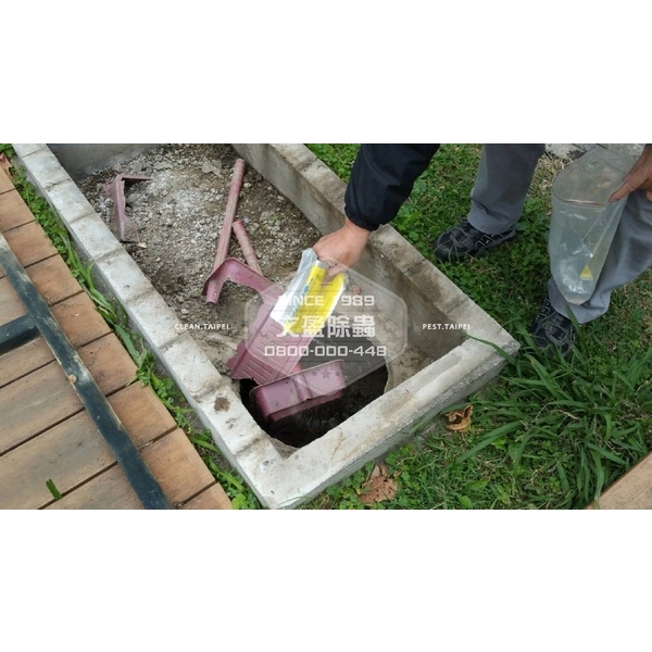 學校環境除蟲消毒.蜘蛛防治