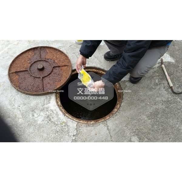 學校環境除蟲消毒.蜘蛛防治