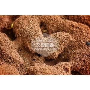 紅火蟻防治