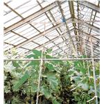 植物栽培溫室 - 昕一工業股份有限公司
