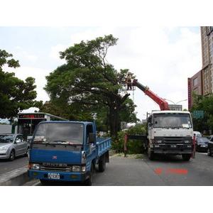 台中市政府樹木修剪工程