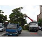 台中市政府樹木修剪工程 - 芊邑園景工程有限公司