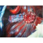 神像佛像蛀蟲薰蒸(施藥) - 上安專業除蟲企業行