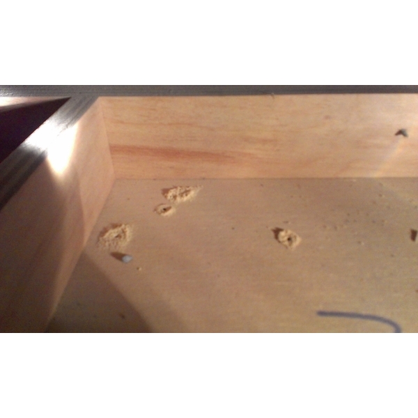 蛀蟲防治-上安專業除蟲企業行