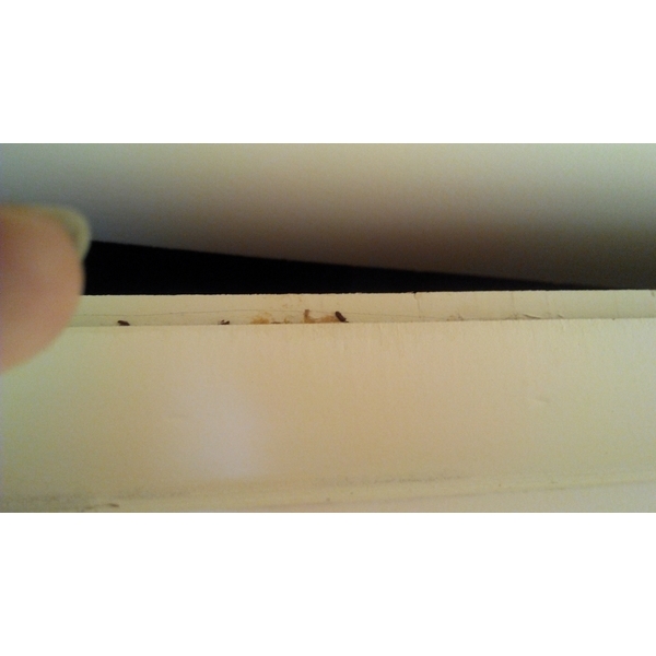 蛀蟲防治 蛀蟲防治-上安專業除蟲企業行