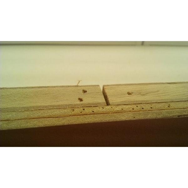 蛀蟲防治 蛀蟲防治-上安專業除蟲企業行