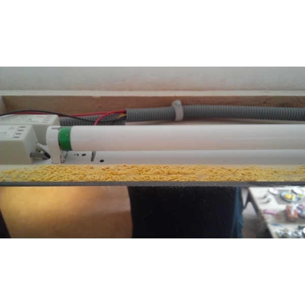 蛀蟲防治 蛀蟲防治-上安專業除蟲企業行