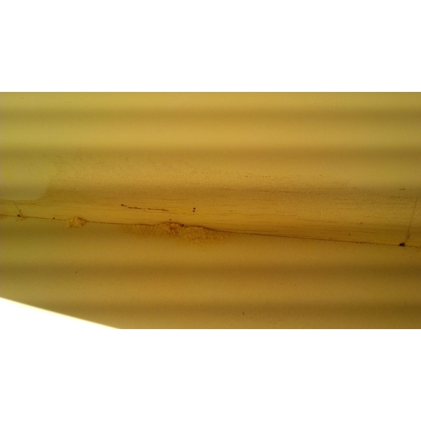 蛀蟲防治 蛀蟲防治,上安專業除蟲企業行