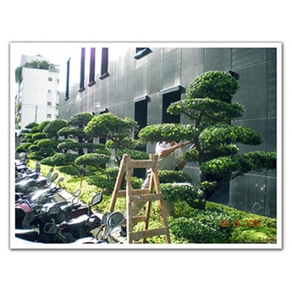 修剪樹木,剪刀倫園藝社