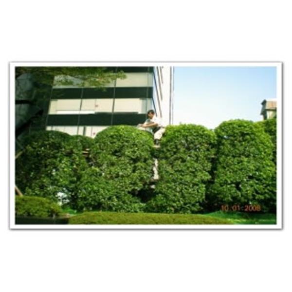 棒榕修剪,剪刀倫園藝社