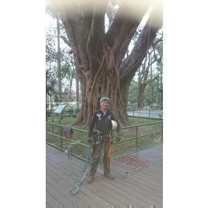 攀樹修剪