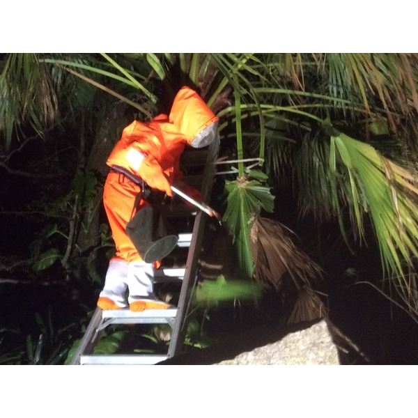 蜂巢摘除,剪刀倫園藝社