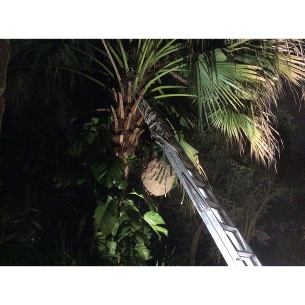 蜂巢摘除,剪刀倫園藝社