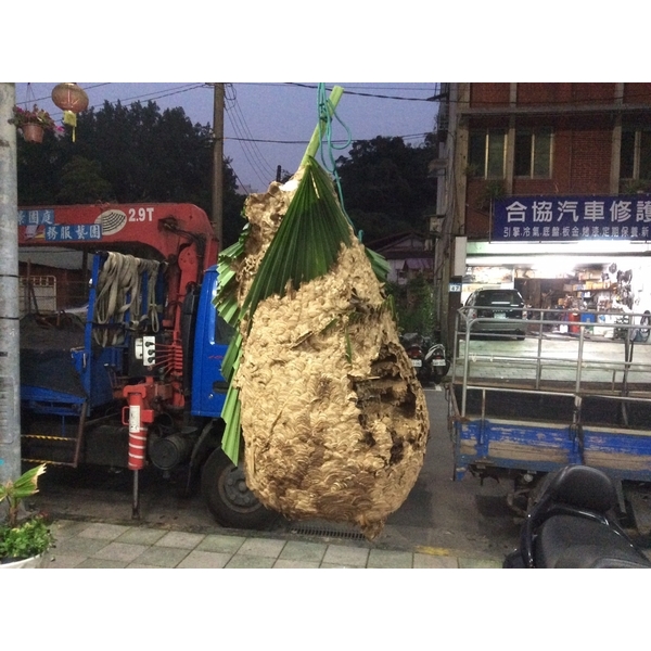 蜂巢摘除,剪刀倫園藝社