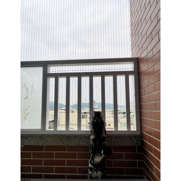 防貓墜隱形鐵窗