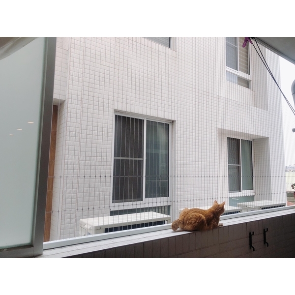 隱形鐵窗－防貓