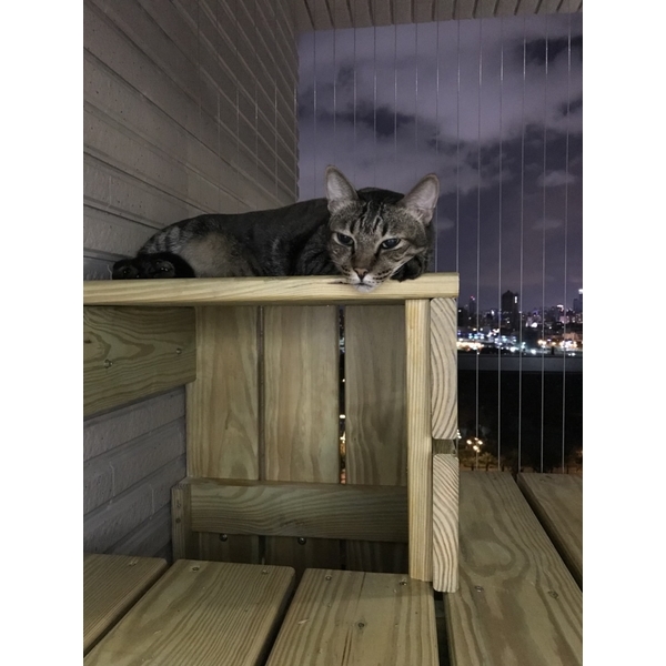 隱形鐵窗－防貓