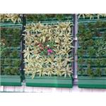 綠牆 - 德業聯工程有限公司