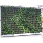 綠牆 - 德業聯工程有限公司